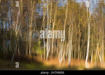 Abstract Silberbirkenreflexe von Silberbirkenbäumen, Betula pendula, Baumstämme, die sich auf dem Wasser im Teich spiegeln, Herbstfarben, Sussex, Großbritannien Stockfoto