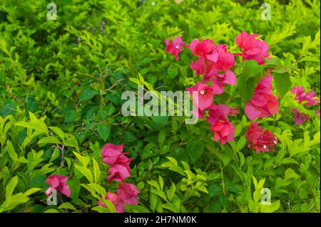 Abstrakter Hintergrund von schönen tropischen Blumen. Nahaufnahme. Stockfoto