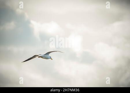 Eine Möwe fliegt in den bewölkten Himmel eines Herbst Tag Stockfoto