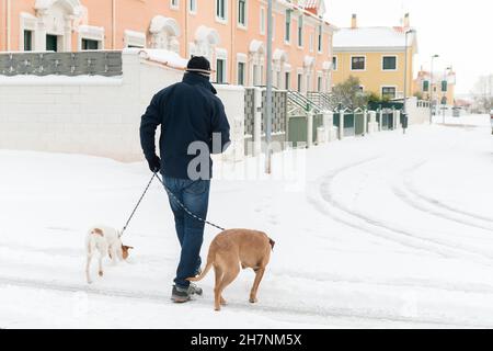 Ein Mann in warmen Kleidern geht zwei Hunde im Schnee. Stockfoto