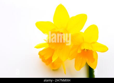 Eine Studioaufnahme von drei Tete A Tete Daffodil-Blumen, isoliert auf weißem Hintergrund und in der rechten Ecke gruppiert, um Platz für Kopien zu schaffen Stockfoto