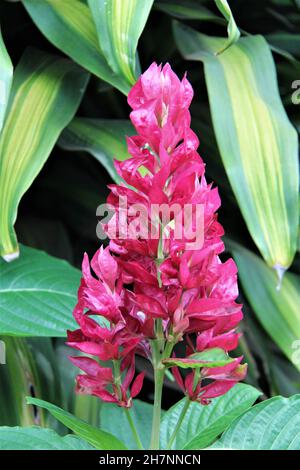 Roter Ingwer oder Alpenblume, isoliert zwischen den Blättern. Stockfoto