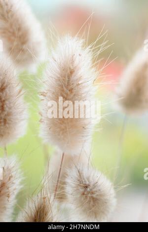 Lagurus ovatus. Dekorative getrocknete Büschel aus Bunnys Schwanzgras. Auch als Hasenschwanzgras bezeichnet. UK Stockfoto