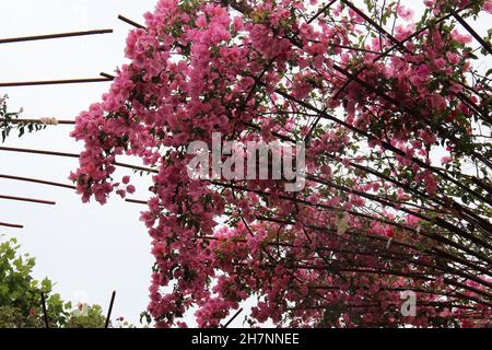 Frühlingsblume in metallischer Struktur, auch bekannt als Triple, Juá-frances. Stockfoto