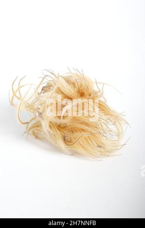 Clematis-Saatkopf. Gefiederter Samenkopf von Clematis 'Nelly Moser' isoliert auf weißem Hintergrund. VEREINIGTES KÖNIGREICH Stockfoto