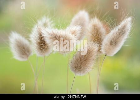 Lagurus ovatus. Dekorative getrocknete Büschel aus Hasenschwanzgras. Wird auch als Hase-Schwanzgras bezeichnet Stockfoto