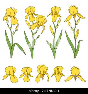 Satz von farbigen Abbildungen mit gelben Irisblüten. Isolierte Vektorobjekte auf weißem Hintergrund. Stock Vektor