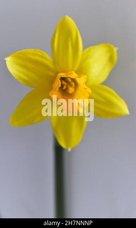 Eine Studioaufnahme einer einzelnen Tete a Tete Daffodil Blume, isoliert auf weißem Hintergrund und zentral fotografiert Stockfoto