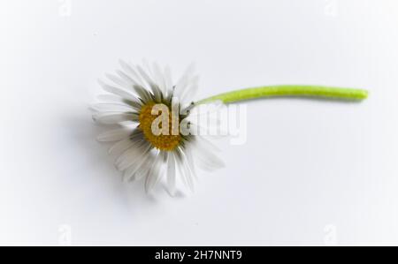 Porträt einer Gänseblümchen-Blume (Bellis Perennis Daisy) als Studioaufnahme vor weißem Hintergrund Stockfoto