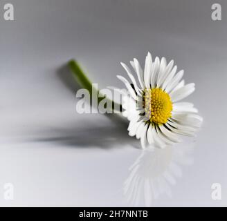 Porträt einer Gänseblümchen-Blume (Bellis Perennis Daisy) als Studioaufnahme vor weißem Hintergrund Stockfoto