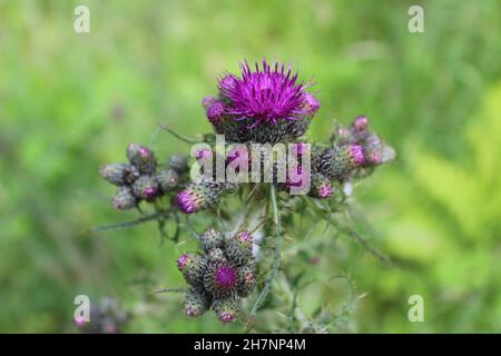 Offene, violette schottische Distel (Cirsium vulgare) auf grünem Hintergrund. (Schottland, Vereinigtes Königreich) Stockfoto