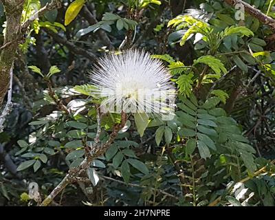 Die Blütenaufnahme eines Syzygium jambos ist ein Baum aus dem tropischen Asien, der zur Familie der Myrtaceae gehört. Stockfoto
