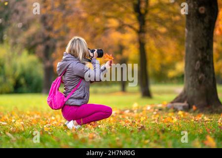 Fotografin macht Fotos von gelben Blättern im Herbstpark Stockfoto