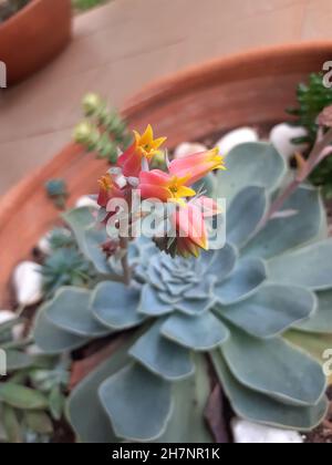 Die Sukulente La Echeveria elegans, die als Alabasterrose bekannt ist, ist eine Pflanze, die in Hidalgo, einem Bundesstaat in Zentralmexiko, beheimatet ist. Stockfoto