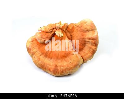 Schwefel Schelfpilz, Laetiporus sulfureus, oder Huhn aus dem Wald isoliert auf weißem Hintergrund. Stockfoto
