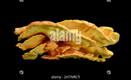 Schwefel Schelfpilz, Laetiporus sulfureus, oder Huhn aus dem Wald isoliert auf schwarzem Hintergrund. Stockfoto