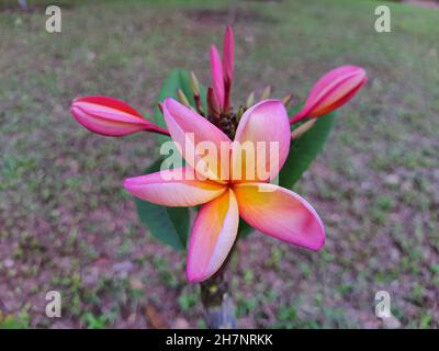 Nahaufnahme einer Blume der Jasmin-Mango (Plumeria rubra) ist eine Pflanze der Gattung Plumeria. Auch bekannt als Frangipani. In einem Garten verschwommen Hintergrund. Stockfoto