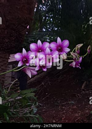 Ansicht eines Straußes von Cattleya labiata oder Orchidee oder Königin des Nordostens, Topfpflanze, hängend, rustikales Dach, Farben hellrosa, Dunkelrosa, lila Stockfoto