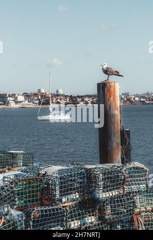 Eine vertikale Aufnahme einer Möwe, die auf einem Poller in einer Fischerbucht sitzt, mit vielen Käfigen, um die Bewohner des Meeresbodens im Vordergrund zu fangen, und einem Stockfoto