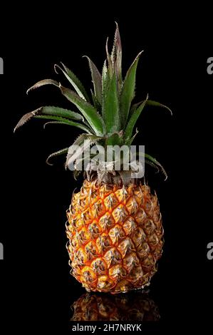 Einzelne ganze Ananas mit Spiegelung isoliert auf schwarzem Hintergrund Stockfoto