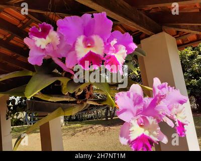 Blick auf einen Strauß von Cattleya labiata oder Orchidee oder Königin des Nordostens, eingetopfter Pflanze, suspendiert. Stockfoto