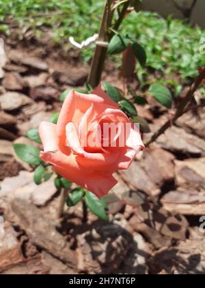 Nahaufnahme einer lachsfarbenen Rose, isoliert im Garten. Stockfoto
