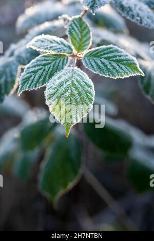 BlackBerry-Blätter mit Eiskristallen von Raureif bedeckt, die durch Sonnenlicht beleuchtet werden. Konzept der Wintersaison, der kalten Temperatur oder des Klimas. Nahaufnahme. Stockfoto