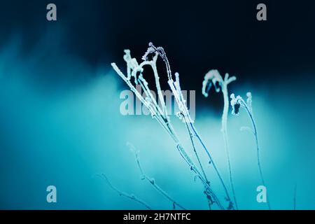 Wunderschöne, verwelkte Blumen auf dünnen Stielen, die an einem kalten, frostigen Wintertag mit Frost bedeckt sind. Natur im Januar. Stockfoto