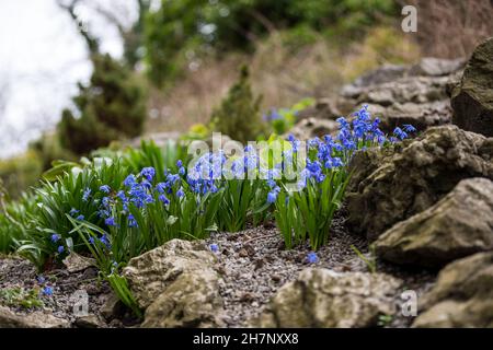 Kleine Frühlingsbläuchen in einem Gartensteingarten. Britische Wildblumen im Frühling Stockfoto