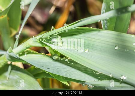 Regen fällt am frühen Morgen auf einen langen grünen Grashalm, Kapstadt, Südafrika Stockfoto