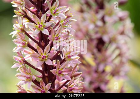 Eucomis comosa 'Sparkling Burgundy', Ananaslilie 'Sparkling Burgundy', Wein eucomis. Dichte Trauben von sternenklaren, violett gefärbten Blüten Stockfoto