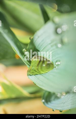 Regen fällt am frühen Morgen auf einen langen grünen Grashalm, Kapstadt, Südafrika Stockfoto