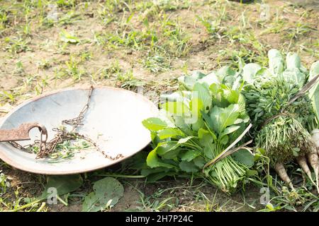 Frisch Geerntete Blätter Von Senf Greens, Sarson Ka Saag Und Fenugreek Greens, Samudra Methi Ke Hare Patte Bundle Pack Mit Manual Mechanical We Stockfoto