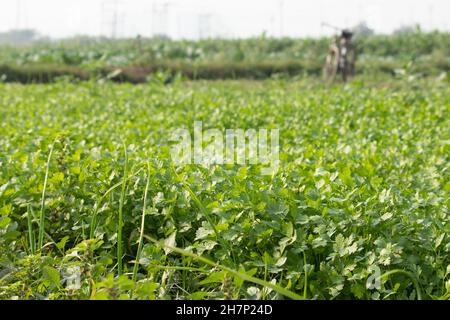 Frisches Grünes Farmland Mit Neu Angebauten Grünen Koriander-Blättern Oder Dhaniya Ke Hare Patte Ki Khet Stockfoto