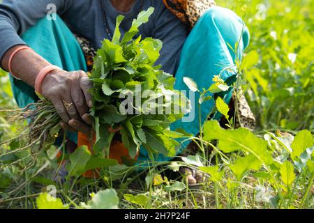 Frisch Geerntete Frische Blätter Von Senf Greens Namens Sarson Ka Saag Ist Winterdelikatesse Wird Im Winter In Nordindien, Punjab, Genossen. Hände Halten Stockfoto