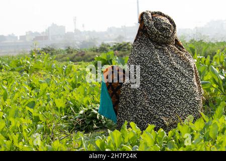 Lady Woman Farmer In Rural Traditiona Kleidung Sitzt Und Ernte Der Neu Angebauten Grünen Gemüse Auf Landwirtschaftlichen Ackerland Stockfoto