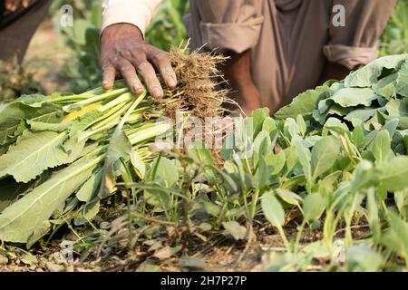 Gruppe Von Frischen Grünen Blumenkohl-Blättern Mit Wurzeln Genannt Gobi Oder Gobhi Patte Ke Paudhe Für Die Pflanzung Auf Landwirtschaftlichen Flächen. Schmutzige Faltige Hände Stockfoto