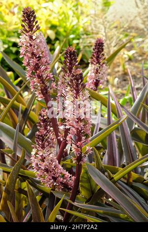 Eucomis comosa 'Sparkling Burgundy', Ananaslilie 'Sparkling Burgundy', Wein eucomis. Dichte Trauben von sternenklaren, violett gefärbten Blüten Stockfoto