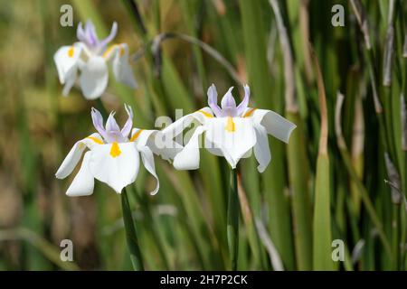 Dietes iridioides, vierzehn Tage Lilie, wilde Iris, Kapriris, Moraea iridioides, dietes vegeta, afrikanische Iris, morea Iris. Weiß/gelb/violett Stockfoto