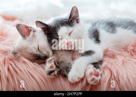 Paar wenig glücklich Süße Kätzchen in der Liebe schlafen zusammen auf rosa flauschigen karierten. Porträt von zwei Katzen Haustiere Tier bequem schlafen Entspannen Sie sich in gemütlichen Zuhause Stockfoto