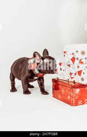 Französische Bulldogge mit Geschenken Stockfoto