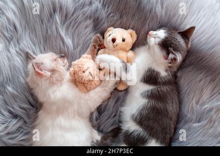 Paar wenig glücklich Niedliche Kätzchen in der Liebe schlafen Nickerchen zusammen umarmt Spielzeug Plüsch Teddybären auf grau kariert. 2 zwei Katzen Haustiere schlafen bequem Stockfoto