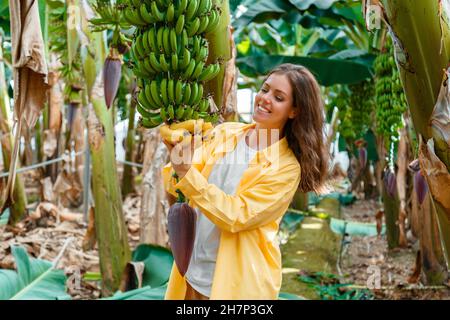 Glücklich lächelnde Frau Bauer zupfen reifen gelben Bananen aus Haufen. Bananenfrüchte ernten auf jungen Palmen mit Blumen gegen Plantage, tropisch Stockfoto