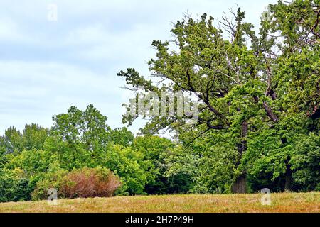 Grüner Wald mit großem Baum an einem warmen Tag Stockfoto