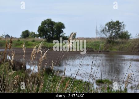 Besuch von La Reserve Naturelle du Mejean, Lattes, in der Nähe von Montpellier, Südfrankreich. Stockfoto