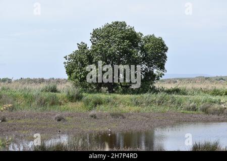 Besuch von La Reserve Naturelle du Mejean, Lattes, in der Nähe von Montpellier, Südfrankreich. Stockfoto