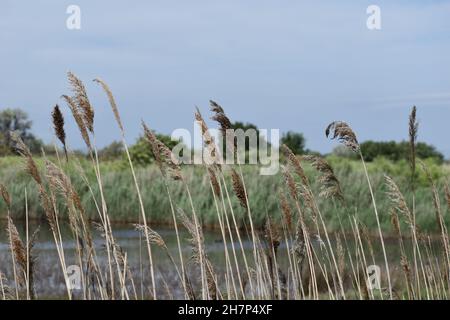 Besuch von La Reserve Naturelle du Mejean, Lattes, in der Nähe von Montpellier, Südfrankreich. Stockfoto