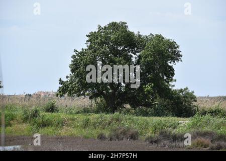 Besuch von La Reserve Naturelle du Mejean, Lattes, in der Nähe von Montpellier, Südfrankreich. Stockfoto