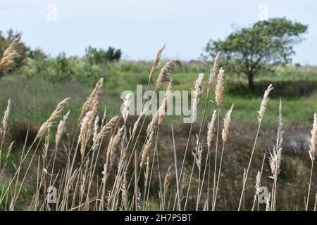 Besuch von La Reserve Naturelle du Mejean, Lattes, in der Nähe von Montpellier, Südfrankreich. Stockfoto