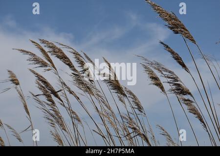 Besuch von La Reserve Naturelle du Mejean, Lattes, in der Nähe von Montpellier, Südfrankreich. Stockfoto